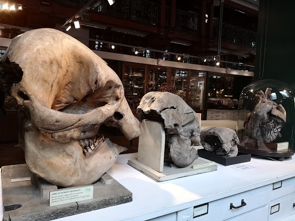 Grant Museum of Zoology 4