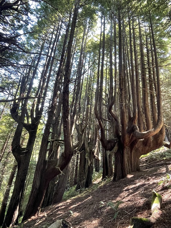 Shady Dell / Enchanted Forest of Candelabra Redwoods