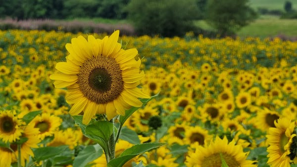 Meath Sunflower Farm