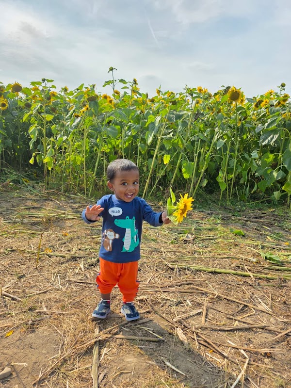 Meath Sunflower Farm 5