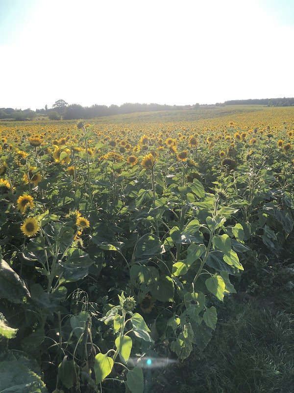 Meath Sunflower Farm 4