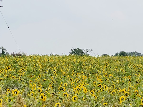 Meath Sunflower Farm 3