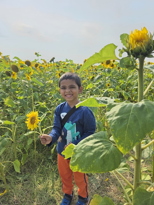 Meath Sunflower Farm 2