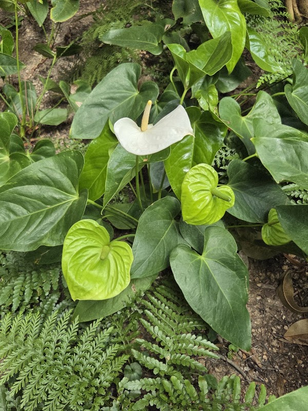 Ford Foundation Public Atrium Garden 2