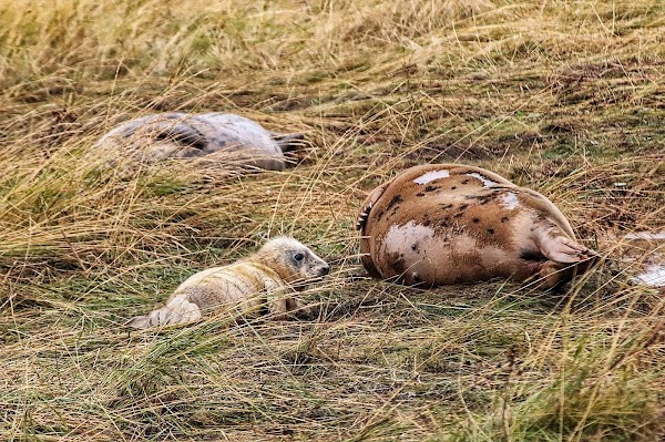 Donna Nook