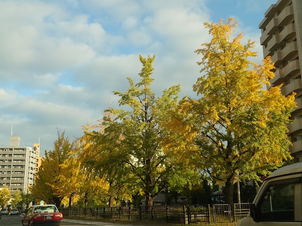 Horikawa-dori Street 5