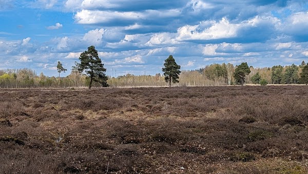 Schwenninger Moos 2