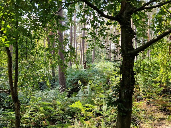 Broxbourne Woods 1