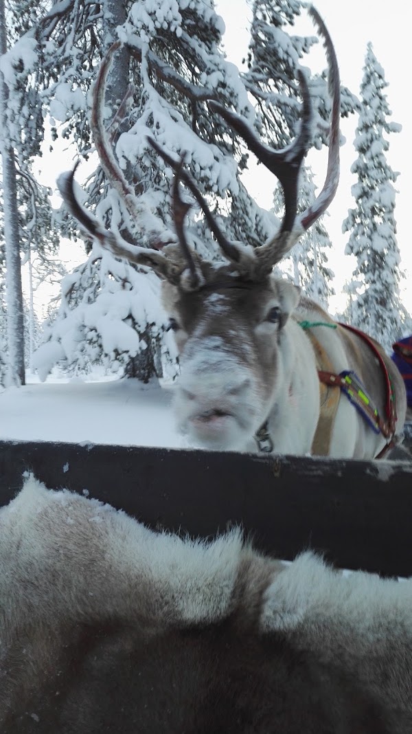 Saariselkä Reindeer Farm