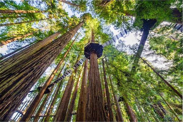 Redwood Sky Walk at Sequoia Park Zoo 1