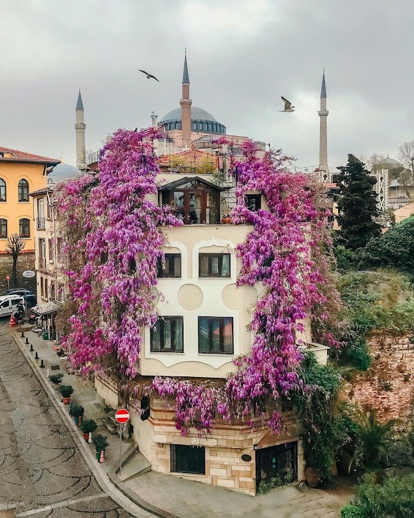 Sultanahmet 5