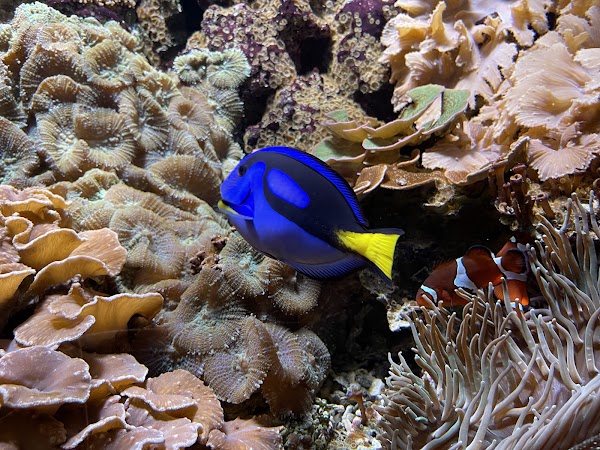 Akvariet i Bergen - The National Aquarium 4