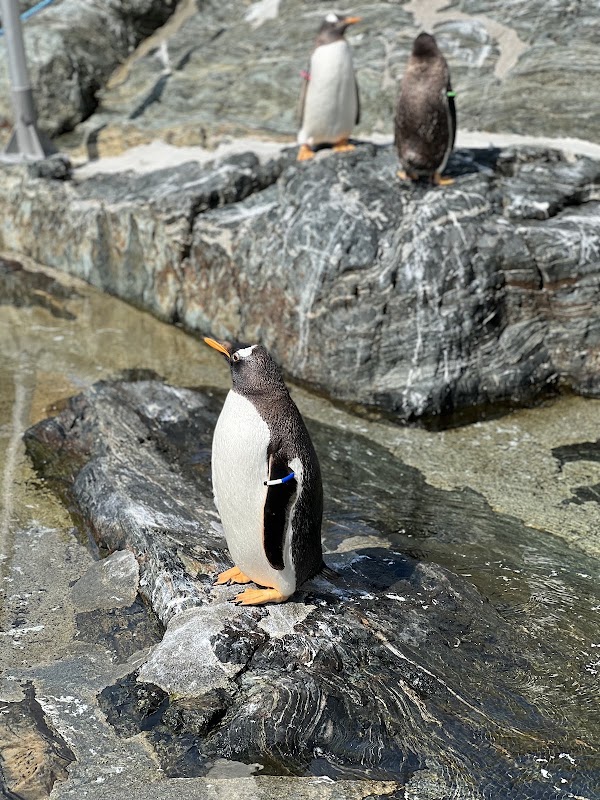 Akvariet i Bergen - The National Aquarium 3