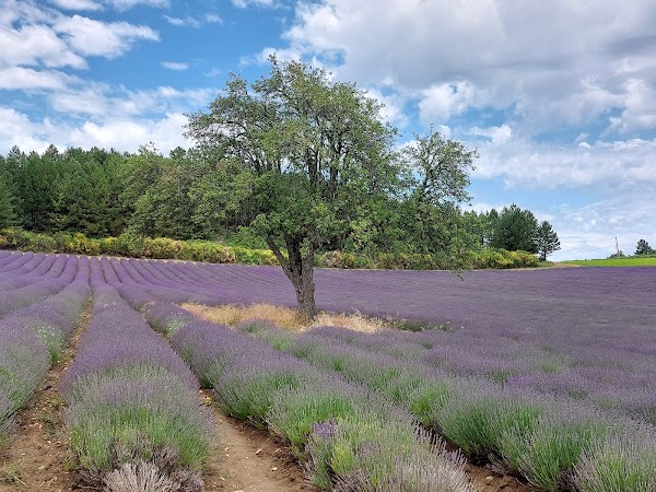 Lavender Trail