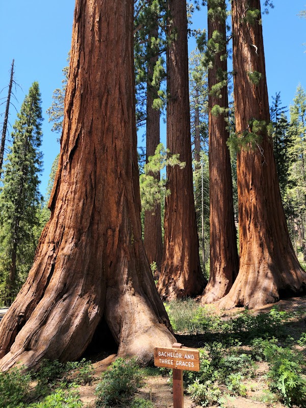 Mariposa Grove of Giant Sequoias 1
