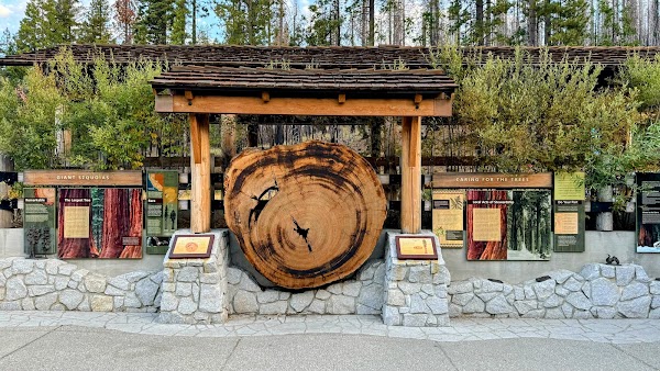 Mariposa Grove of Giant Sequoias 3