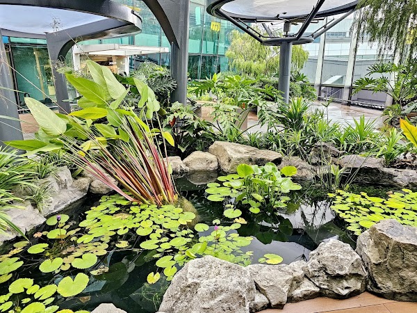 Water Lily Garden