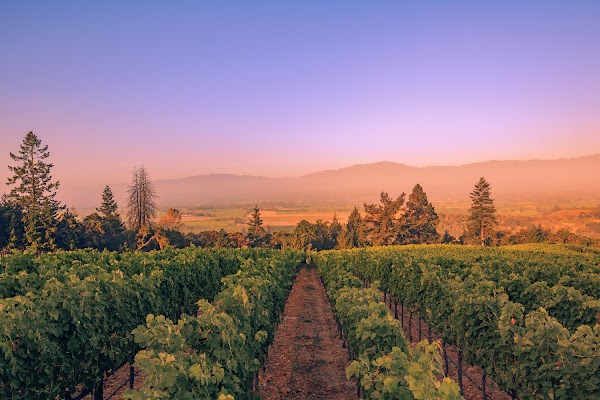 Rutherford Hill Winery
