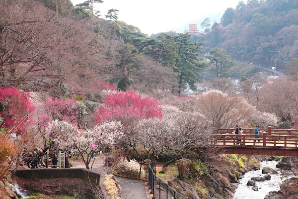 Atami Plum Garden 1