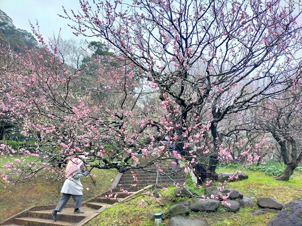 Atami Plum Garden 3