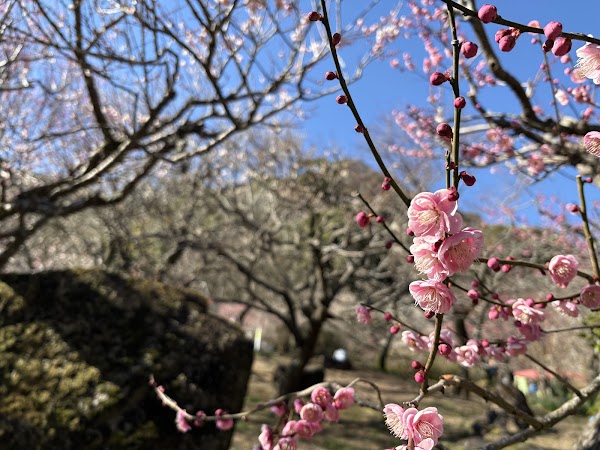 Atami Plum Garden 2