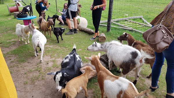 Haute Goat