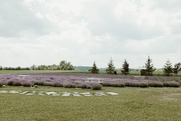 Tullamore Lavender Co 1