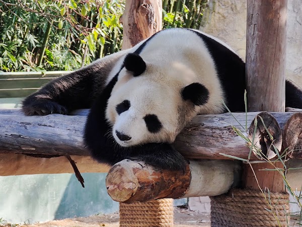 Shanghai Wild Animal Park 1
