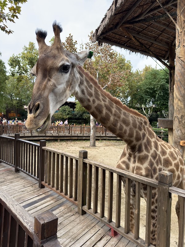 Shanghai Wild Animal Park 5