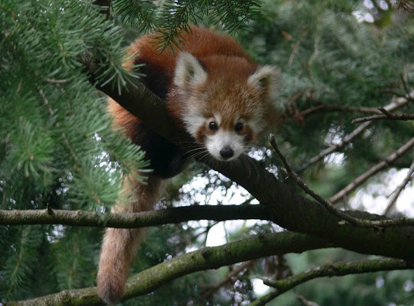 Shanghai Wild Animal Park 4