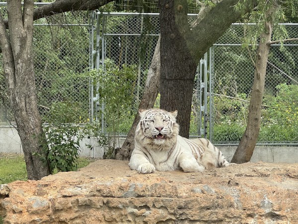 Shanghai Wild Animal Park 3