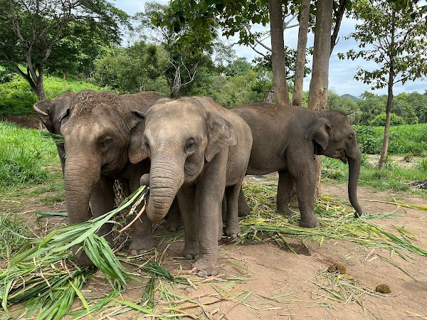Living Green Elephant Sanctuary Office 1