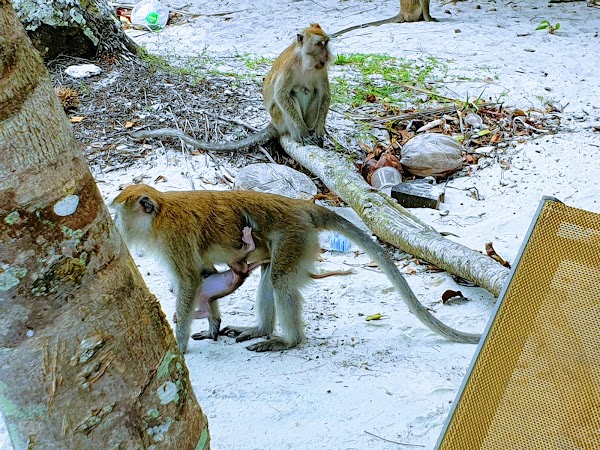 Monkey Beach 4