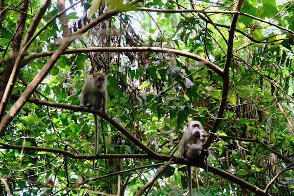 Monkey Beach 2