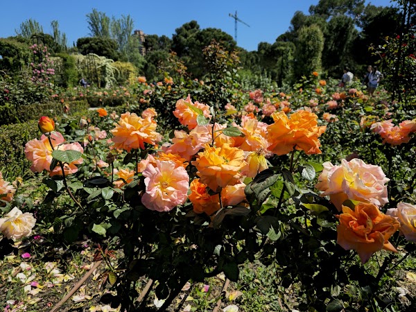 Rose Garden 4