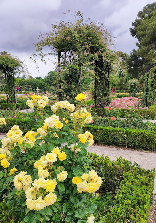 Rose Garden 3