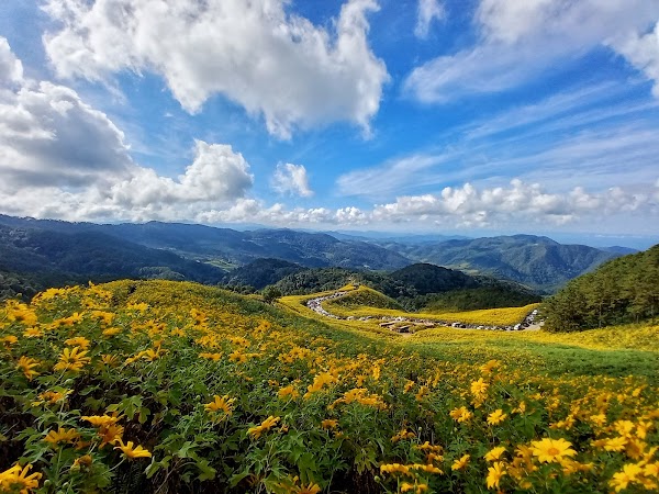 Thung Bua Tong Fields at Doi Mae U Kho