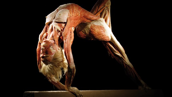 BODY WORLDS: The Anatomy of Happiness - London