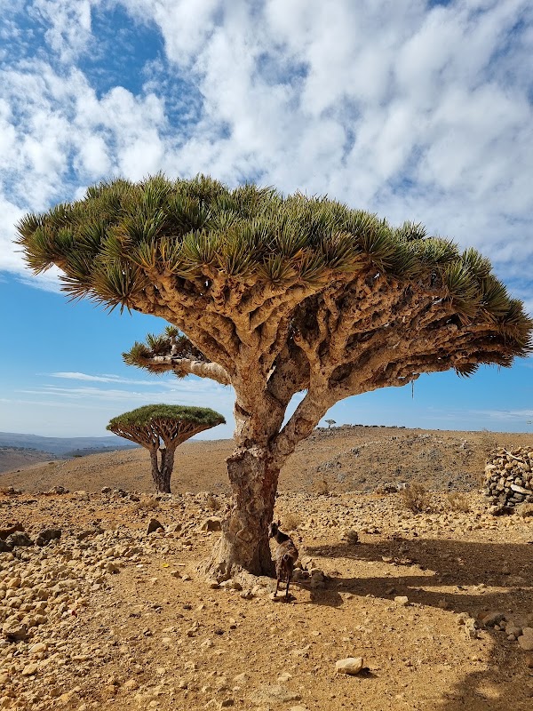 Dragon Tree Conservation Garden