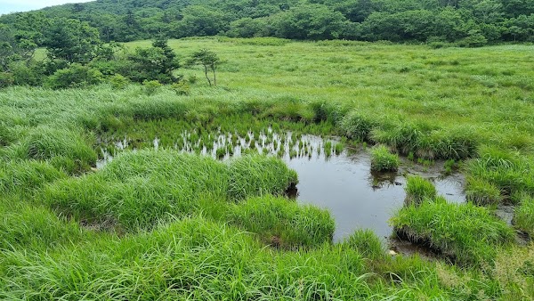The High Moor, Yongneup of Mt. Daeam 4