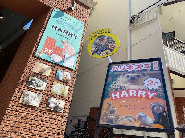Hedgehog Cafe HARRY Yokohama 1
