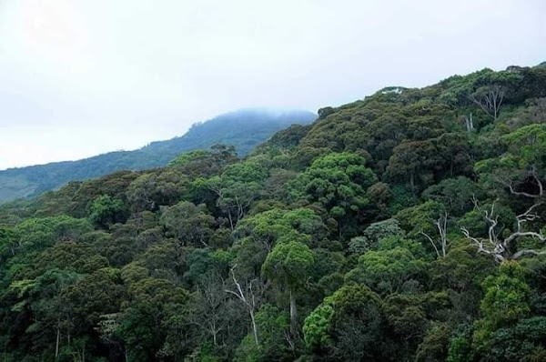 Sinharaja Rain forest, Waddagala, Kalawana
