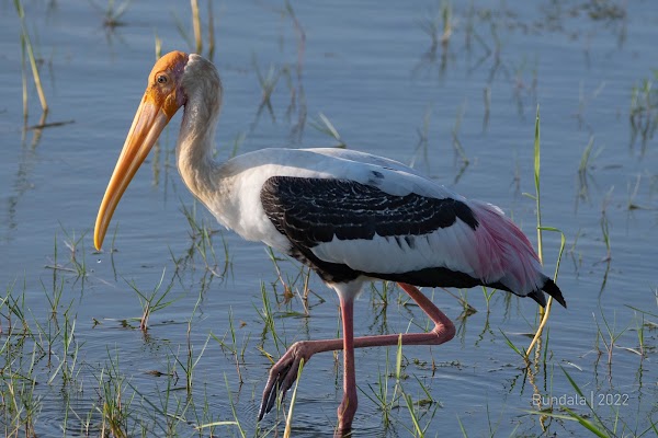 Bundala National Park
