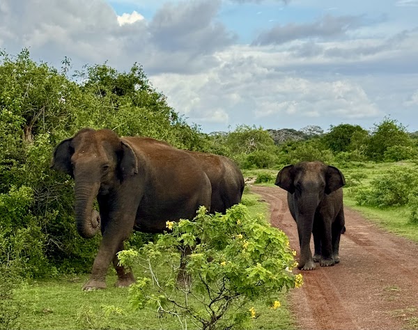 Bundala National Park 4