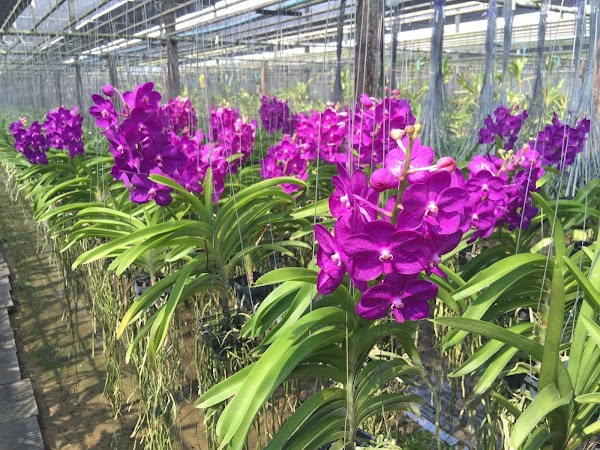สวนกล้วยไม้บุญฤทธิ์ ออร์คิดส์ โคราช - KBR Orchids 5