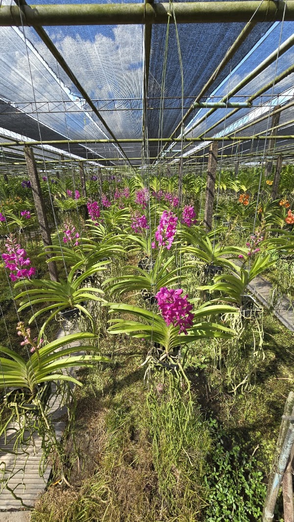 สวนกล้วยไม้บุญฤทธิ์ ออร์คิดส์ โคราช - KBR Orchids 4