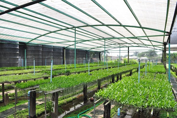 สวนกล้วยไม้บุญฤทธิ์ ออร์คิดส์ โคราช - KBR Orchids 3