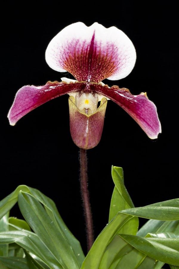 สวนกล้วยไม้บุญฤทธิ์ ออร์คิดส์ โคราช - KBR Orchids 2