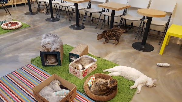 Cat Garden 5