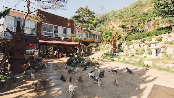 Cat Garden 4